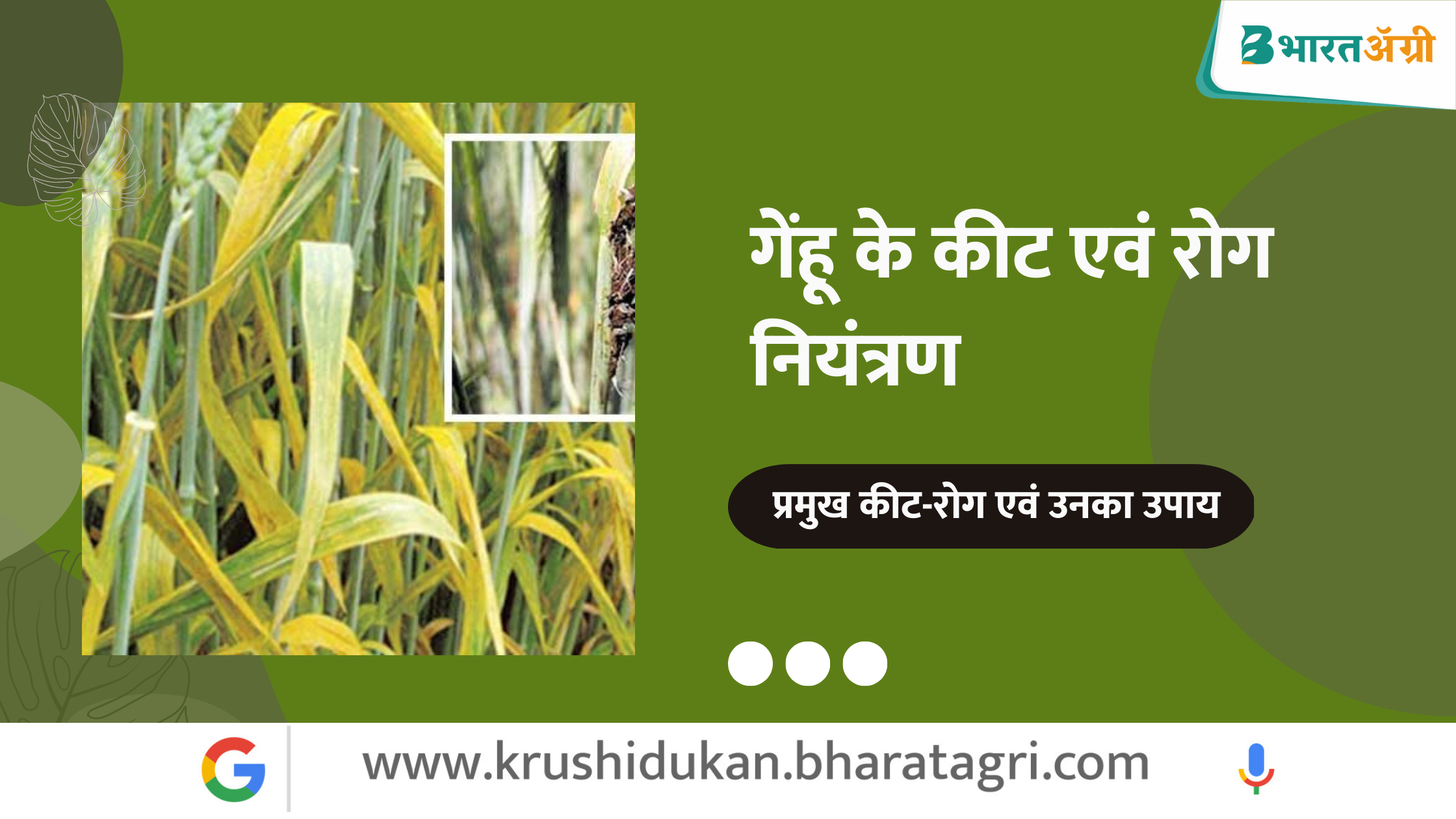 गेंहू के कीट एवं रोग नियंत्रण Pest and Disease of Wheat in Hindi