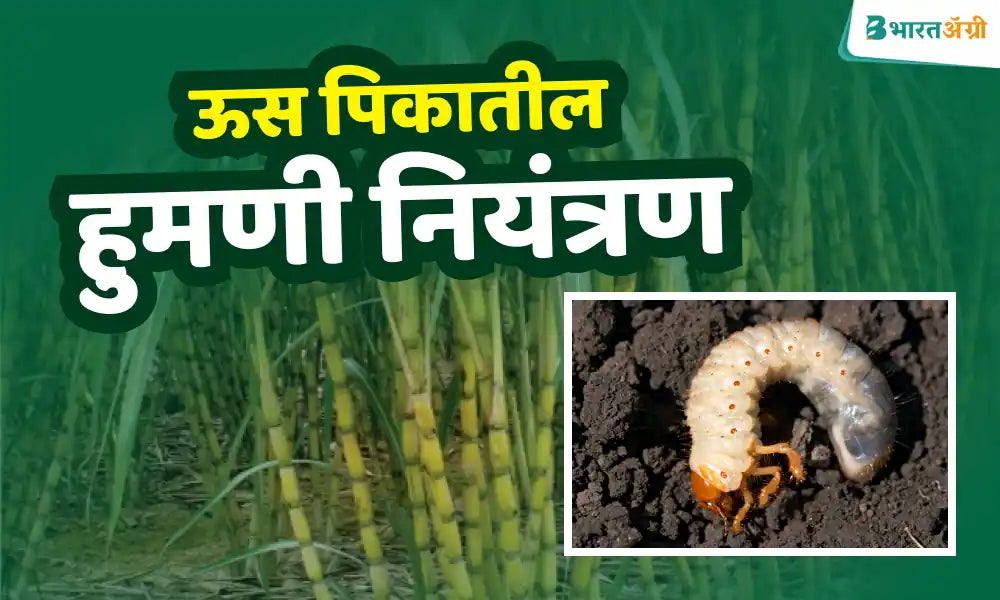 हुमणी - ऊस पिकातील प्रमुख कीड व त्याचे नियंत्रण कसे करावे ? – BharatAgri  Krushi Dukan