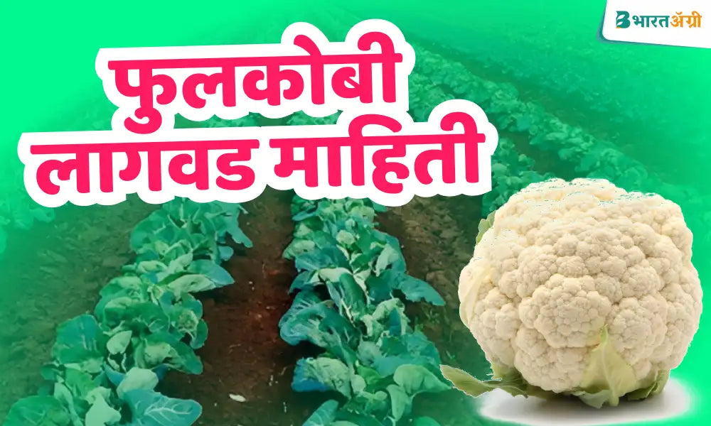 cauliflower in marathi फुलकोबी लागवड माहिती BharatAgri Krushi Dukan