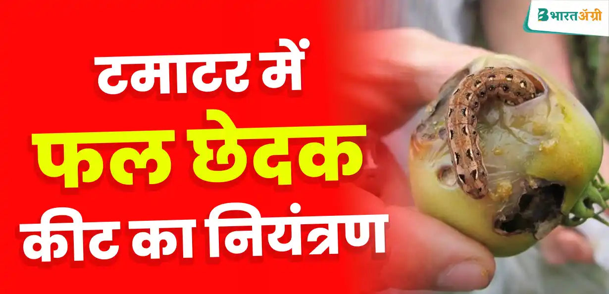 टमाटर फल छेदक कीट नियंत्रण उपाय Tomato fruit borer management