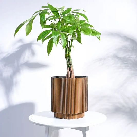 उगाऊ प्लांटर फूलदान सिलेंडर ग्रूव (ब्लैक गोल्ड) | Ugaoo Planter Vase Cylinder Groove (Black Gold)
