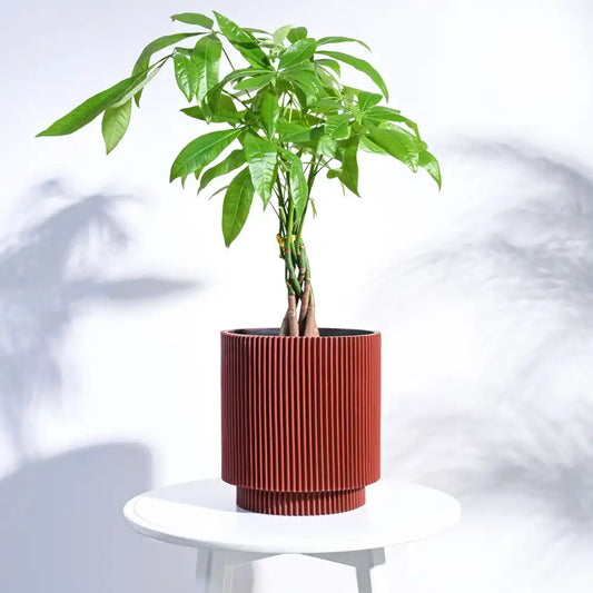उगाऊ प्लांटर फूलदान सिलेंडर ग्रूव (मेर्लोट रेड) | Ugaoo Planter Vase Cylinder Groove (Merlot Red)