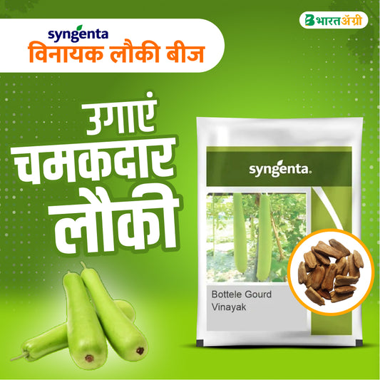 सिंजेंटा विनायक लौकी बीज | Syngenta Vinayak Bottle Gourd Seeds