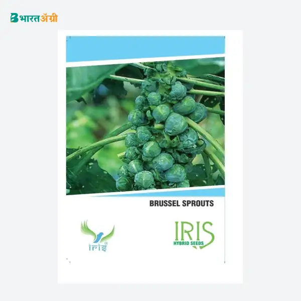 Iris Imported Brussels Sprouts Vegetable Seeds_2 | BharatAgri