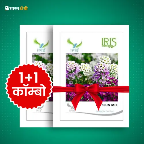 Iris Imported Alyssum Mix Flower Seeds_1 | BharatAgri Krushidukan