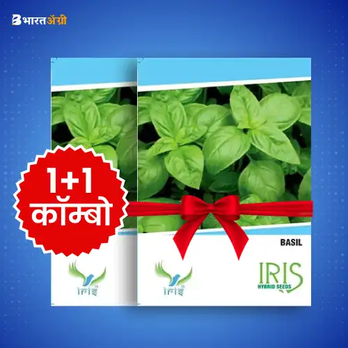 Iris Imported Basil Herb Seeds_1 | BharatAgri Krushidukan