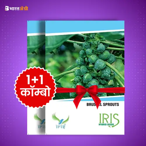 Iris Imported Brussels Sprouts Vegetable Seeds_1 | BharatAgri 