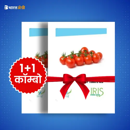 Iris Imported Cherry Tomato Red Seeds_1 | BharatAgri Krushidukan