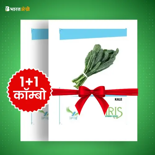 Iris Imported Kale Vegetable Seeds_1 | BharatAgri Krushidukan
