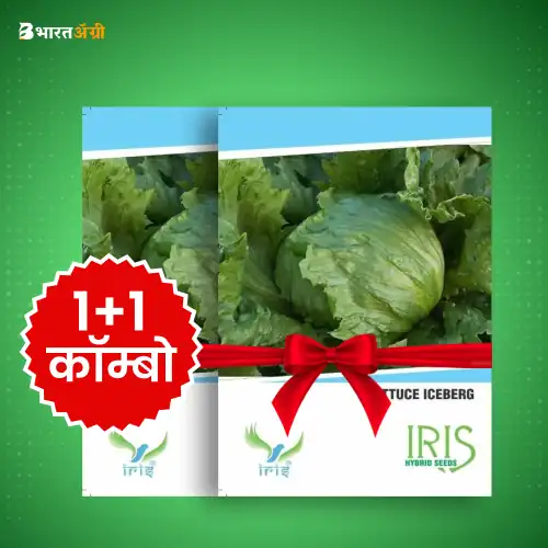 Iris Imported Lettuce Iceberg Vegetable Seeds_1 | BharatAgri