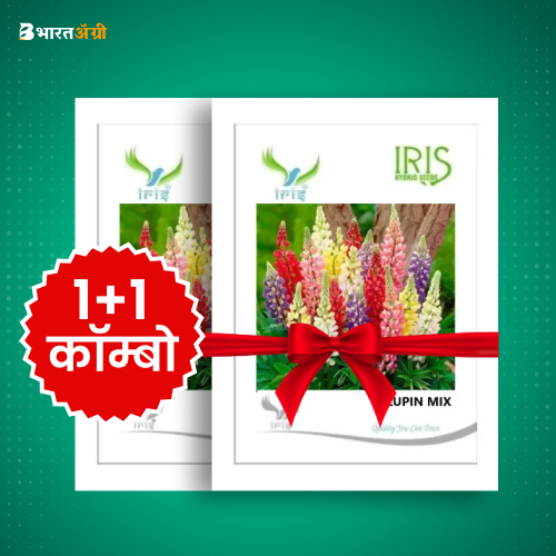 Iris Imported Lupin Mix Flower Seeds_1 | BharatAgri Krushidukan