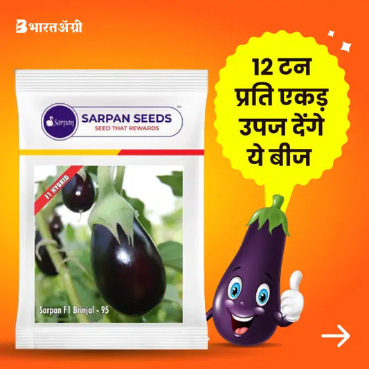 Sarpan Brinjal-95, F1 Hybrid Brinjal Seeds - BharatAgri Krushidukan_1