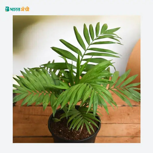 NurseryLive Parlour Palm Plant_1 - BharatAgri KrushiDukan