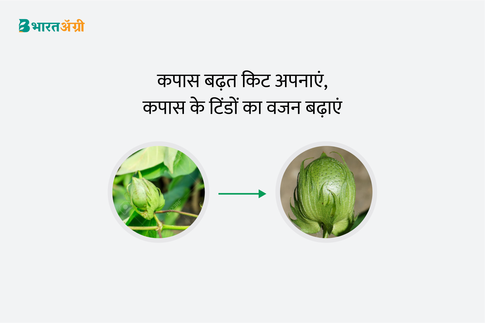 Cotton weight gain formula | कपास बढ़त किट | Buy Now and Get Discounts!
