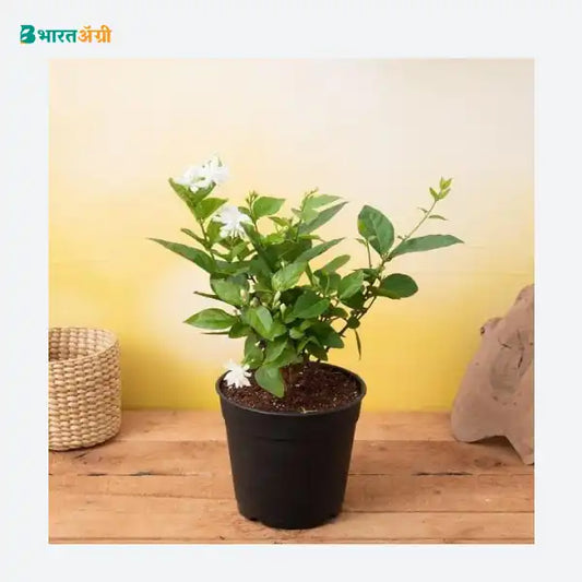 NurseryLive Arabian Jasmine Plant_1 - BharatAgri KrushiDukan