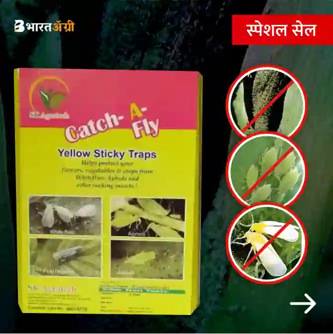 Buy Chipku Chipku Fly Trap for Home Glue Trap for House Fly , Sticky Fly  Stick Paper Traps & Lures online - Badikheti