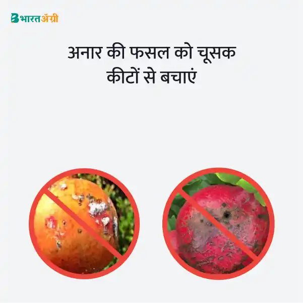 Pomegranate Suraksha Kit - Sucking Pest - BharatAgri Krushidukan_3