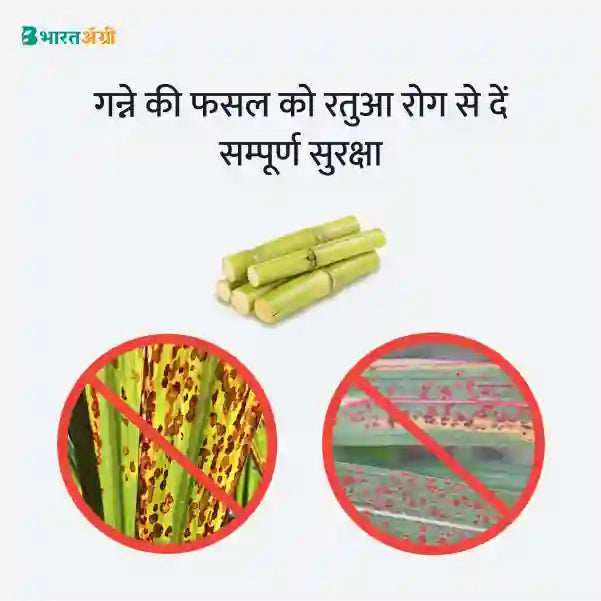 Sugarcane Suraksha Kit - Rust (40-100 days) - BharatAgri Krushidukan_2
