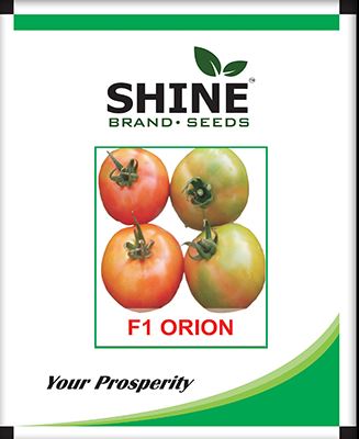 Tomato Orion F1 Hybrid - Shine Brand Seeds. - BharatAgri Krushidukan_1