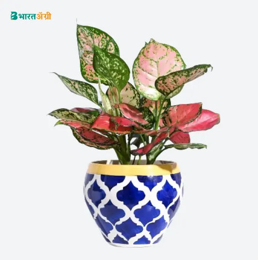 Ugaoo Apple Rose Blue Ceramic Pot | BharatAgri krushidukan