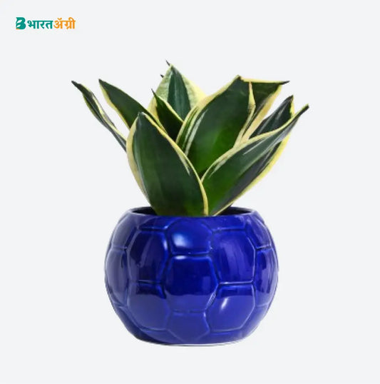Ugaoo Football Blue Ceramic Pot | BharatAgri krushidukan
