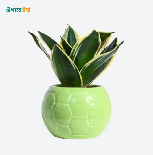 Ugaoo Football Light Green Ceramic Pot | BharatAgri krushidukan