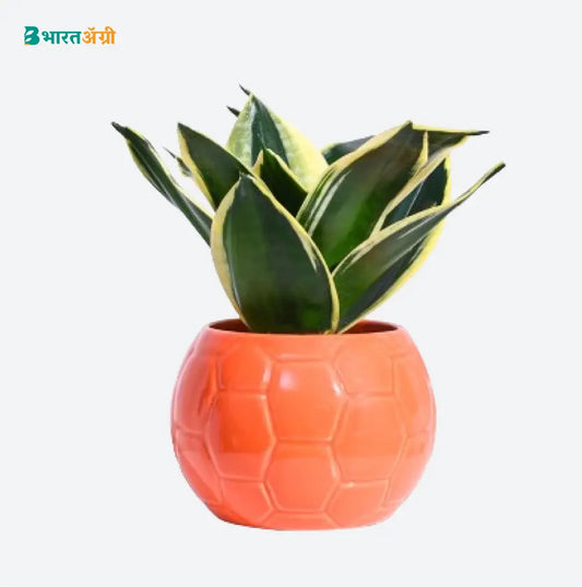 Ugaoo Football Orange Ceramic Pot | BharatAgri krushidukan