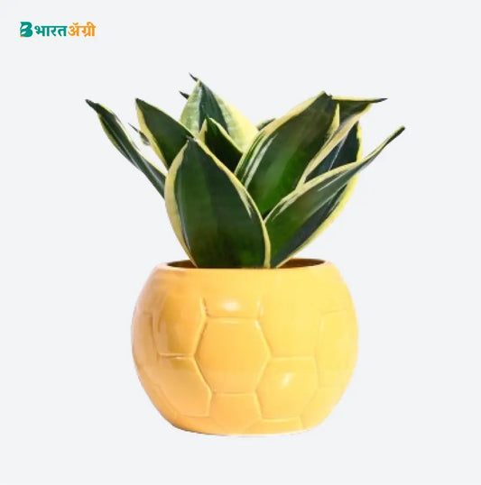 Ugaoo Football Yellow Ceramic Pot | BharatAgri krushidukan