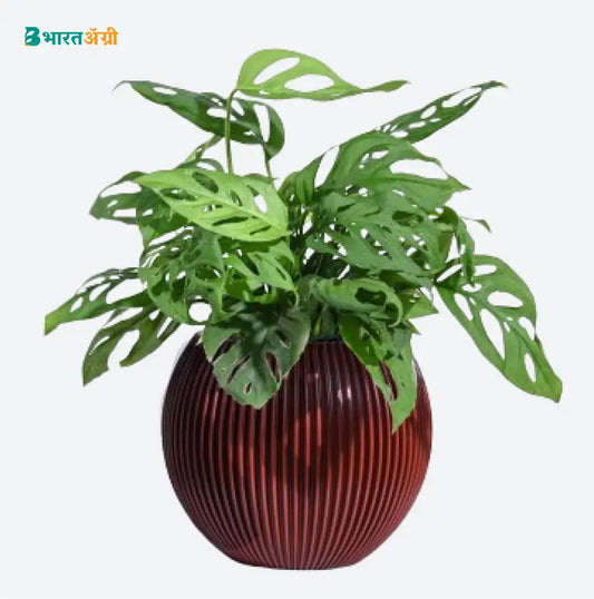 Ugaoo Planter Vase Ball Groove (Merlot Red) | BharatAgri krushidukan