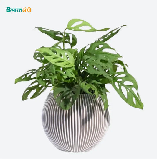 Ugaoo Planter Vase Ball Groove (Ivory) | BharatAgri krushidukan
