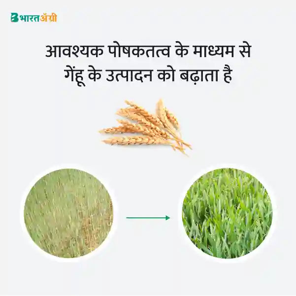 Wheat Badhat Kit - Growth (35-70 Days) - BharatAgri Krushidukan_2