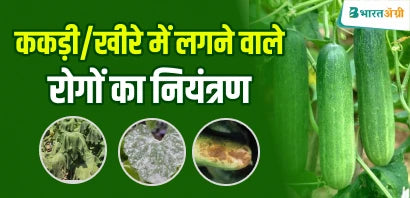 Control Major Diseases Of Cucumber Crops