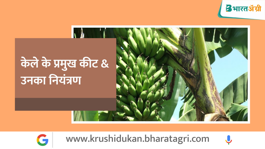 केले के प्रमुख कीट & उनका नियंत्रण - - हिंदी में Banana के Pest & Disease जानें!