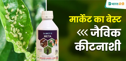 सबसे अच्छा जैविक कीटनाशी Metarhizium Anisopliae | best organic insecticide Metarhizium Anisopliae 