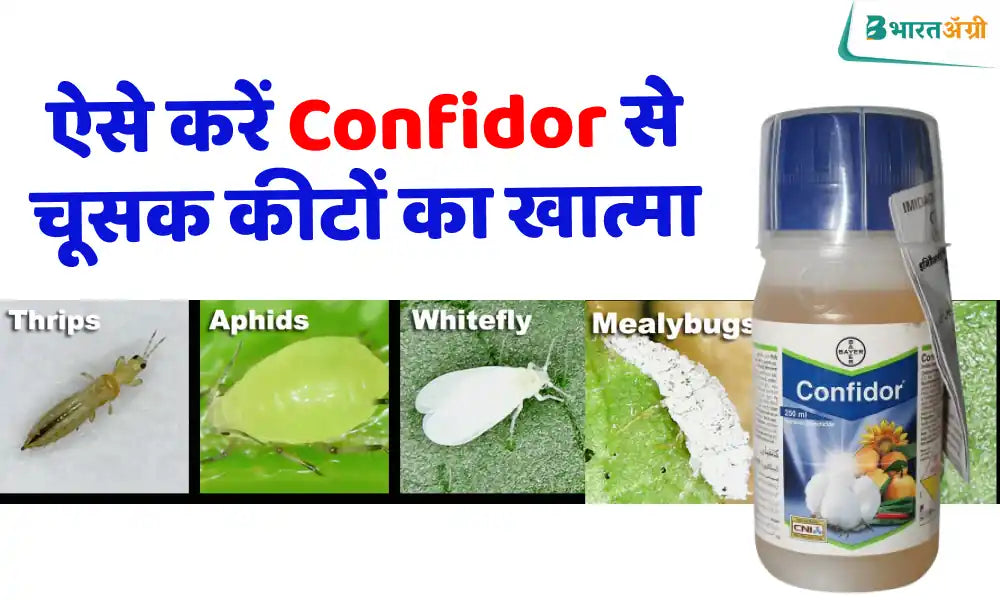 Get rid of sucking pests with Confidor insecticide