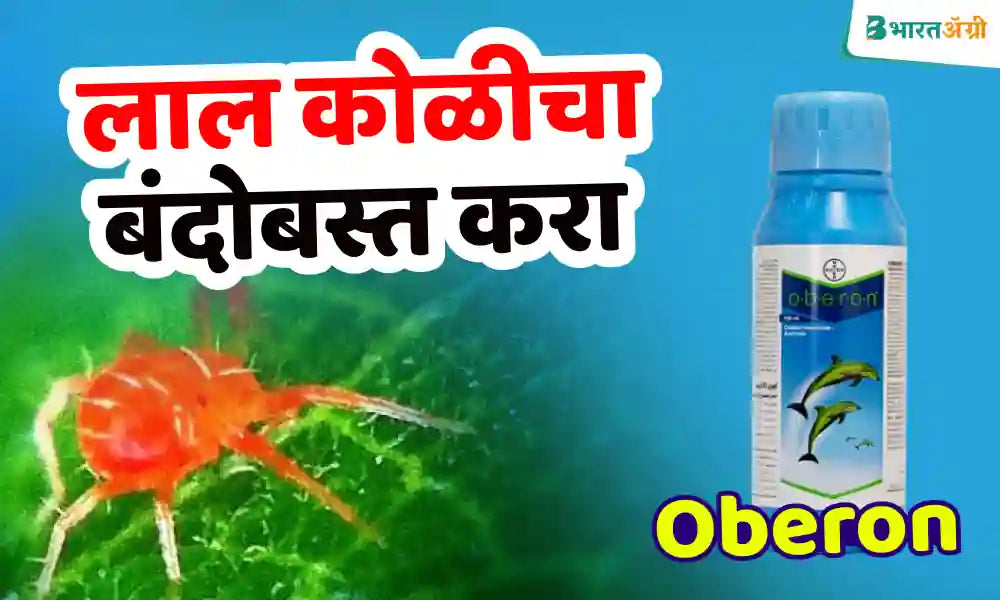 Control red spider with oberon insecticide