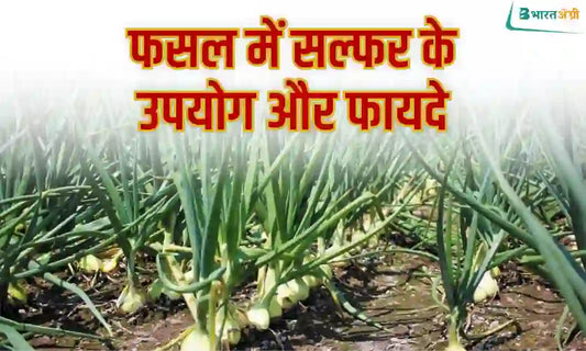 Use and benefits of Sulfur fertilizer in crops 