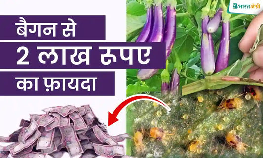 Brinjal Crop Insect Control