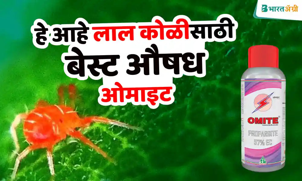 best medicine for red spider – dhanuka omit