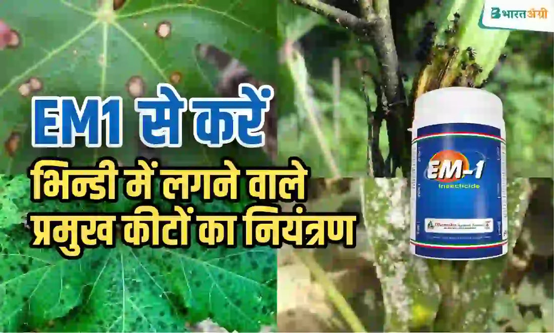 Eliminate insects in okra with EM 1 insecticide