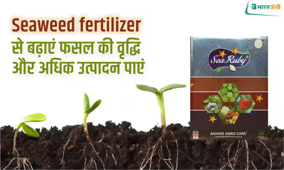 Uses and benefits of seaweed fertilizer