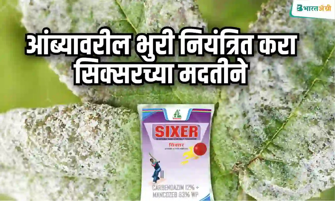  Control downy mildew on mango crops with sixer fungicide
