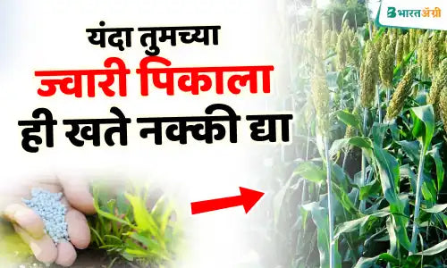 jowar fertilizer dose