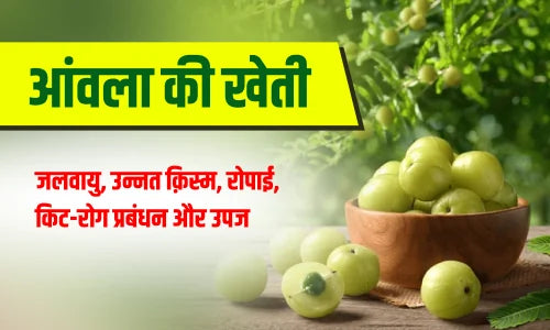 amla ki kheti kaise kare