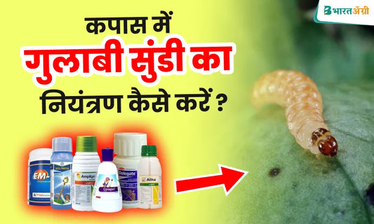 pink bollworm chemical control