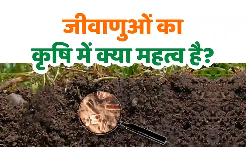 importance of bacteria in agriculture and crop production