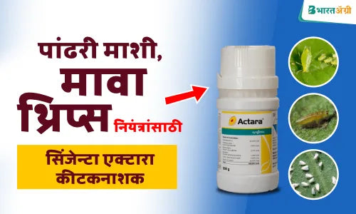 actara insecticide: सिंजेन्टा कंपनीचे एक्टारा कीटकनाशक संपूर्ण माहिती