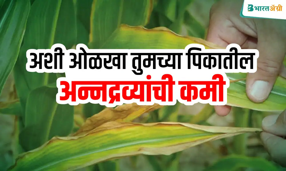 Nutrient deficiency of chemical fertilizers in crops