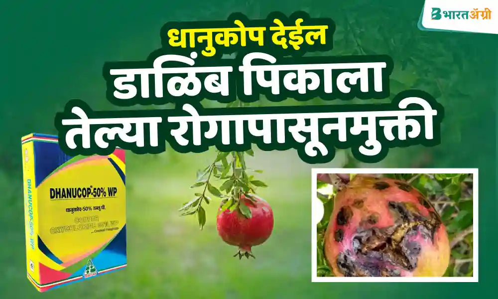  control oil disease in pomegranate crop