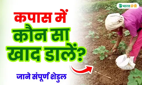 cotton fertilizer dose per acre